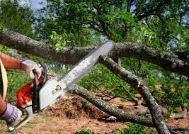 Best Emergency Tree Removal  in Desert Edge, CA