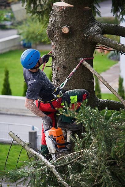 Best Tree Preservation Services  in Desert Edge, CA