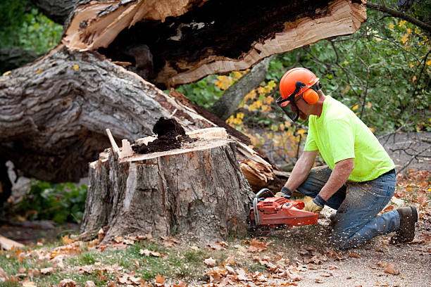 Trusted Desert Edge, CA Tree Care Services Experts