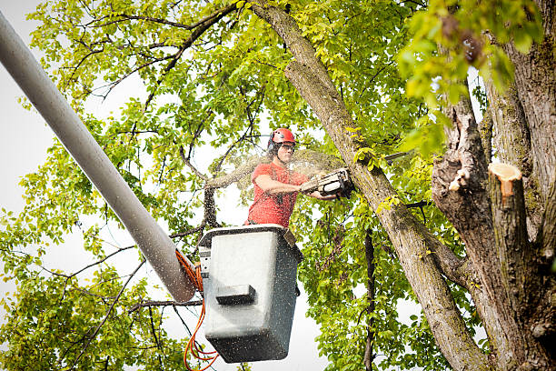 How Our Tree Care Process Works  in  Desert Edge, CA